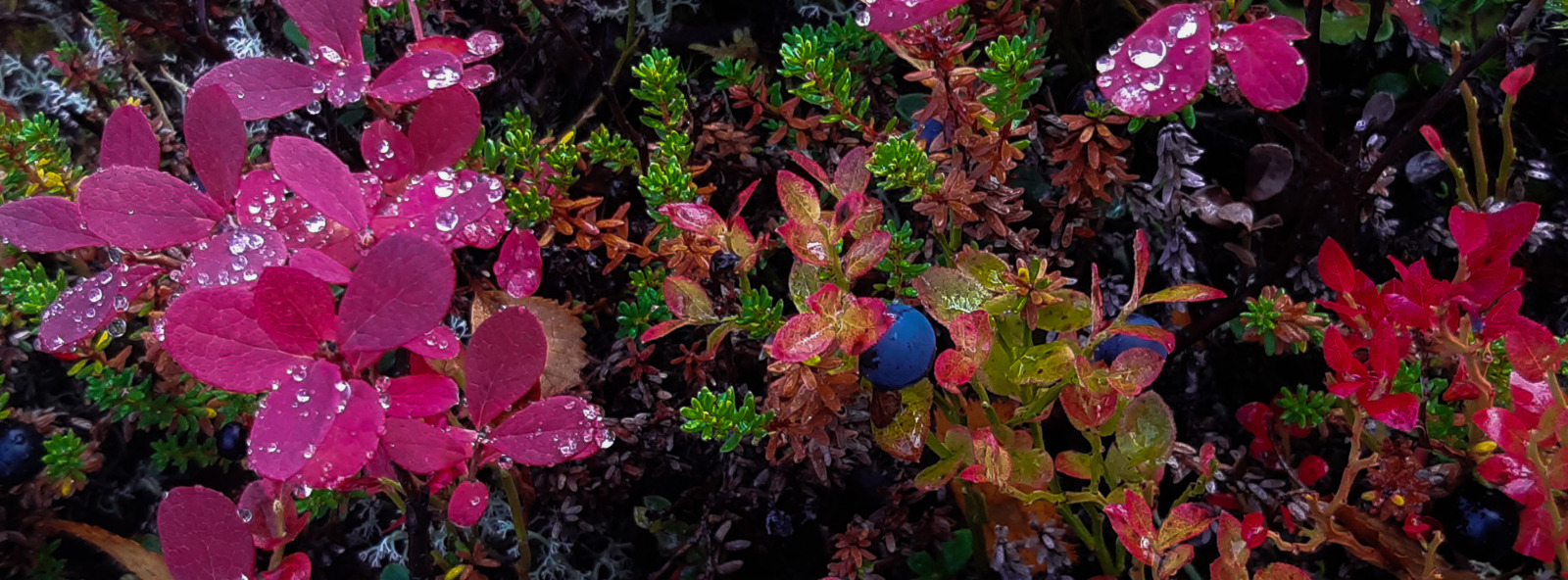 Our mission - sustainable local marketplace